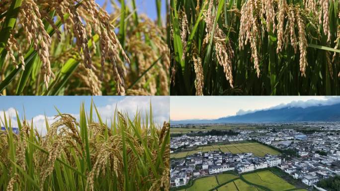 稻收季节(1)