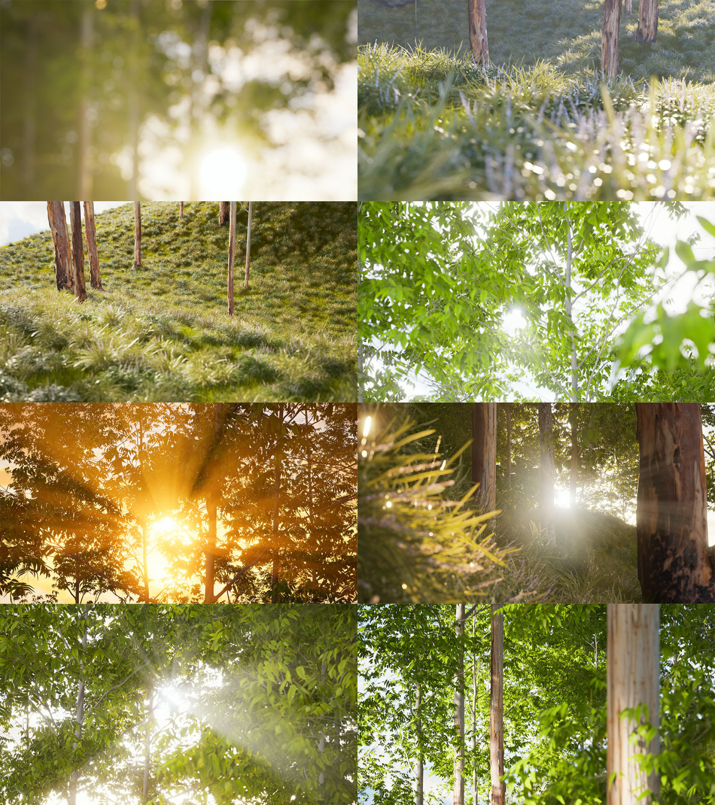 清晨阳光照射树叶树林光影