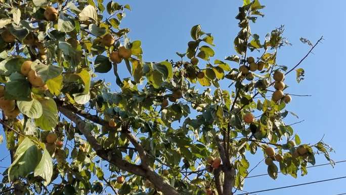 柿树随风摇摆树叶阳光 阳光透过树叶