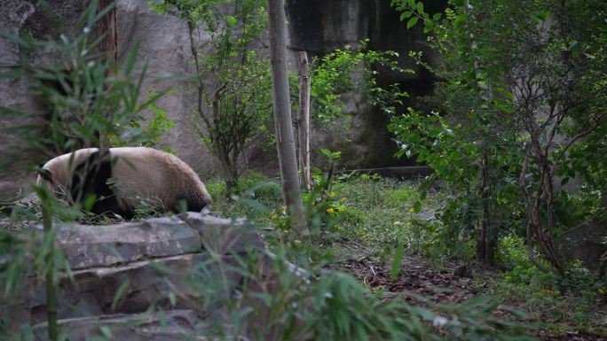 成都大熊猫基地嬉戏的熊猫