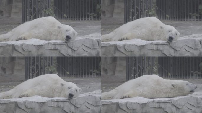 4K特写Slog2｜动物园慵懒的北极熊