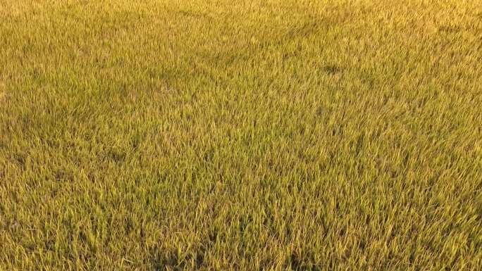 金秋的稻田，丰收和麦浪