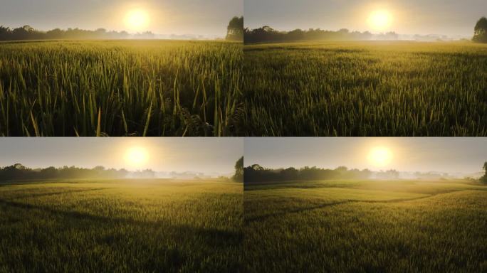 日出 清晨 原生态  水稻 稻穗 稻田
