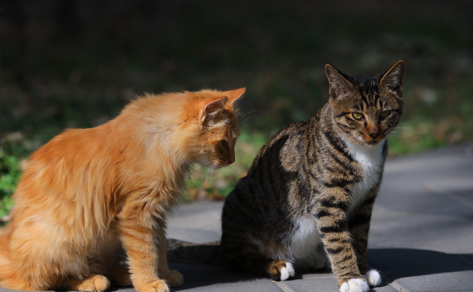 流浪猫橘猫和狸花猫