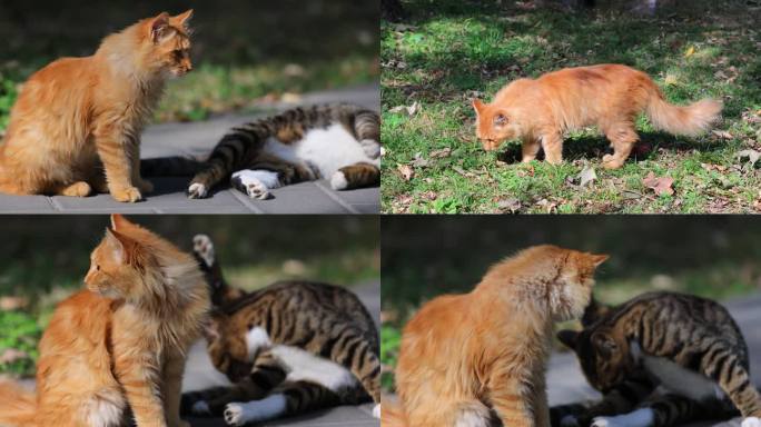 流浪猫橘猫和狸花猫