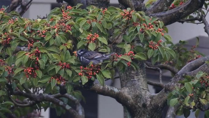 灰椋鸟下雨吃野果