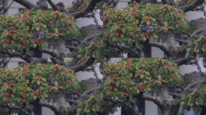 灰椋鸟下雨吃野果
