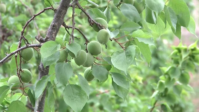 杏 山楂 山楂花