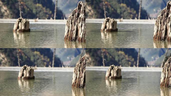 湖水涨潮 覆盖森林 沉木桩出土