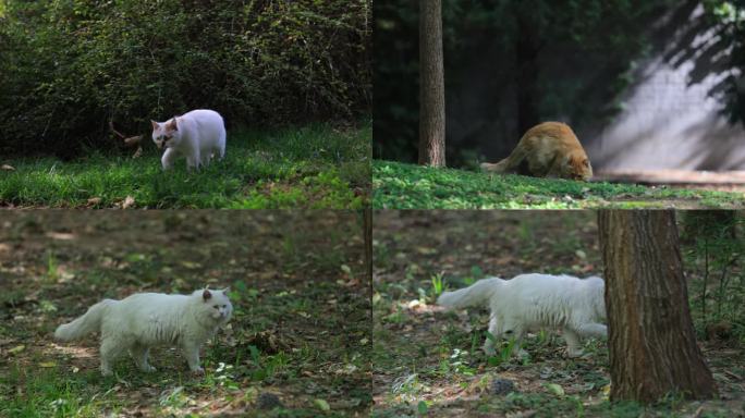 流浪猫