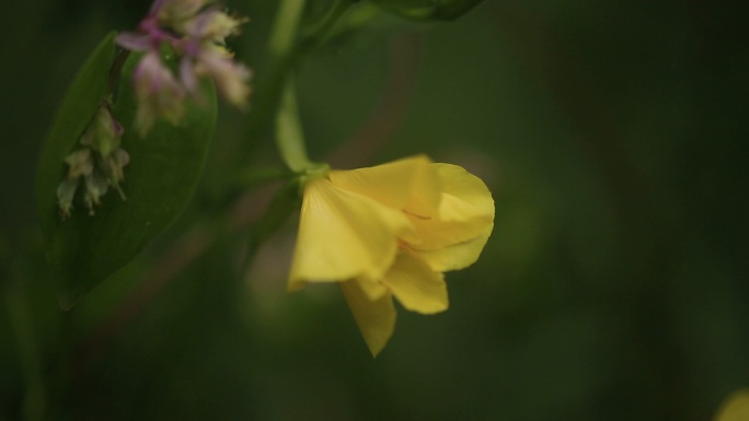 农村野花