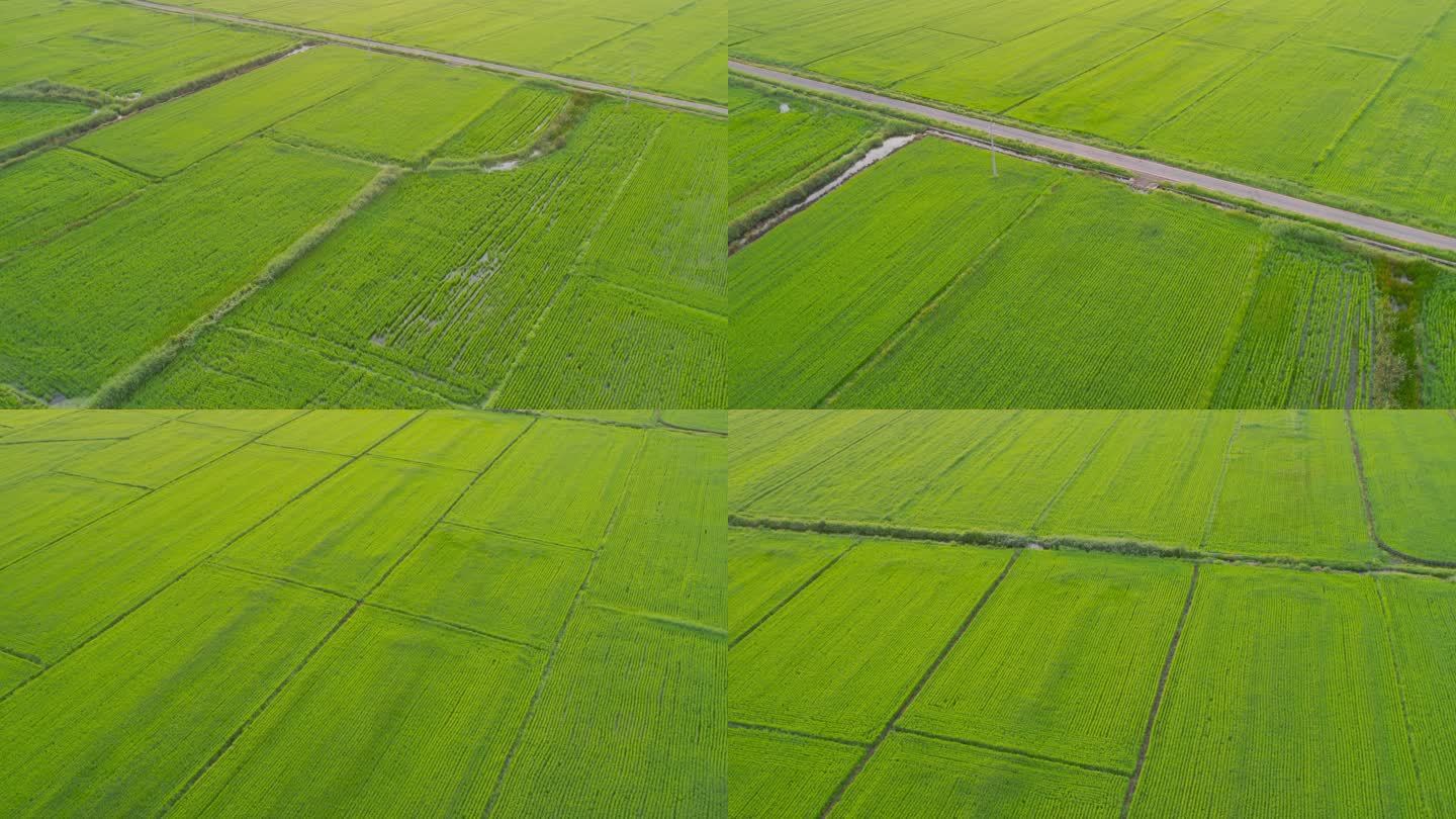 农业领域鸟瞰图大片农田整体田野水稻水田