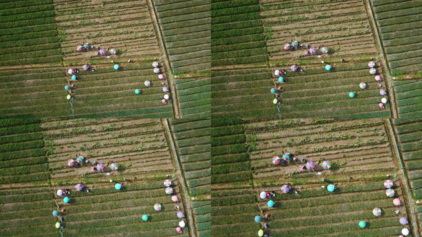 亚洲农业鸟瞰图农庄田地菜园菜地采摘收割