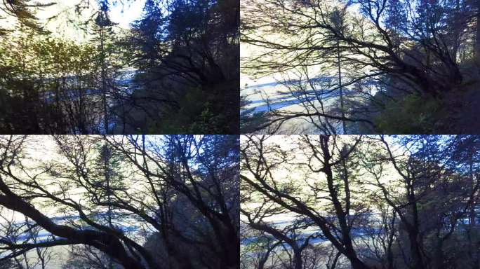 寒冷地带 枯木 早上 夕阳 风吹过树枝