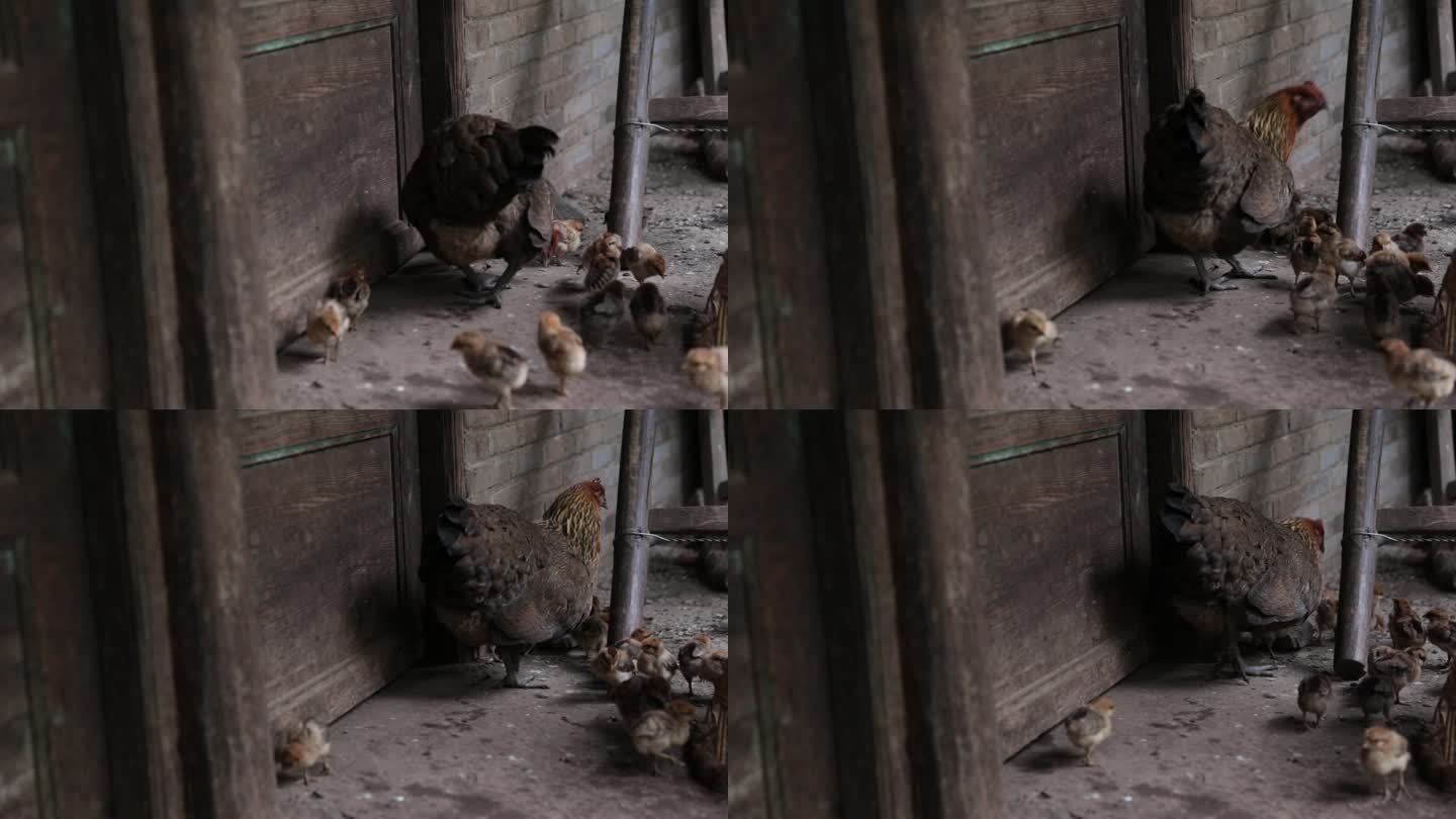 母鸡护雏母鸡带着一群小鸡