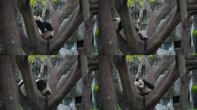 成都大熊猫基地嬉戏的熊猫