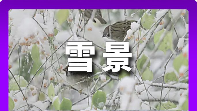冬季 雪花 冬景 树上麻雀鸟进食 节气