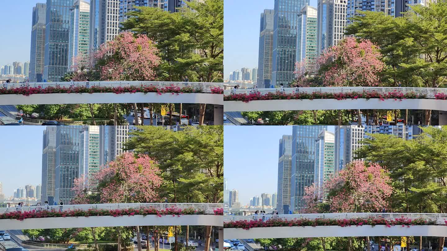 城市绿化开花