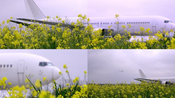 飞机素材花朵黄花簇拥