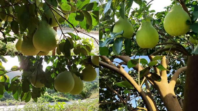 沙田柚原产地柚子特写拍摄沙田柚种植园蜜柚