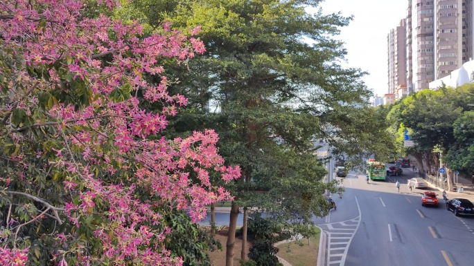 城市绿化开花