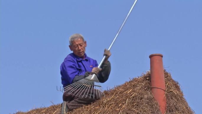 胶东农村民居修整海草房顶老草房