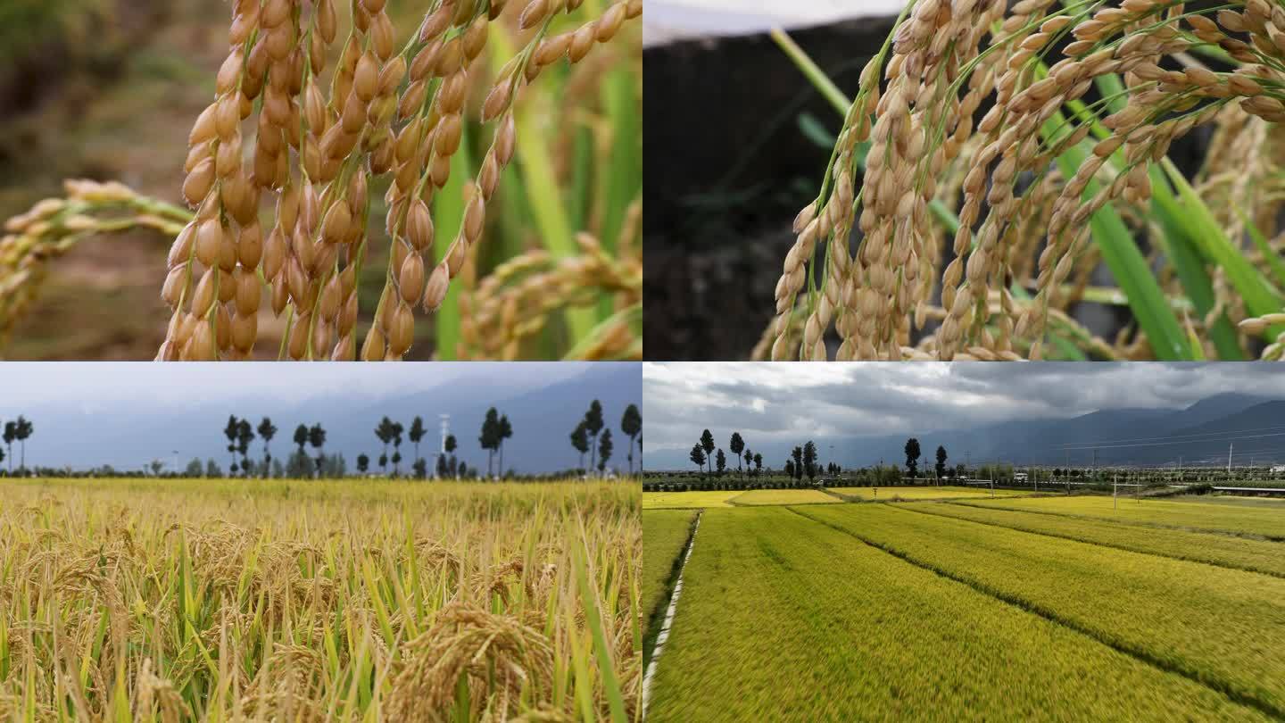 稻收季节(2)
