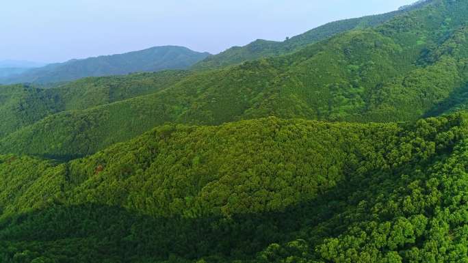 4K航拍竹林竹山