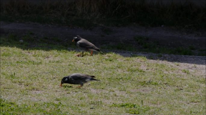 公园觅食的灰椋鸟