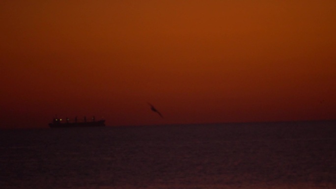 国外乌克兰黑海敖德萨海上日出海鸥