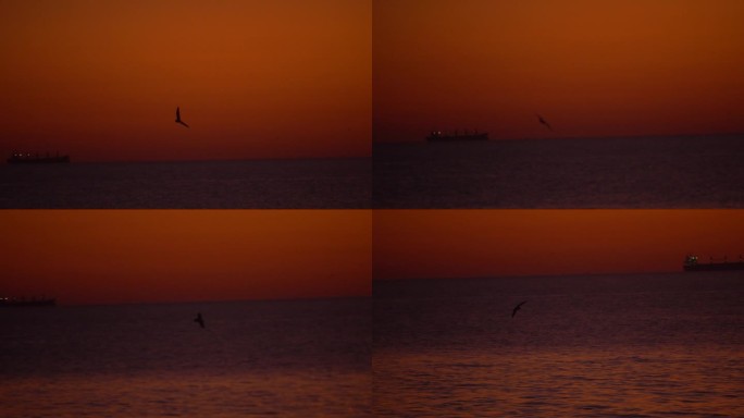 国外乌克兰黑海敖德萨海上日出海鸥