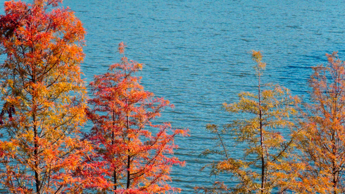 立秋秋天氛围 湖水红杉 初冬氛围