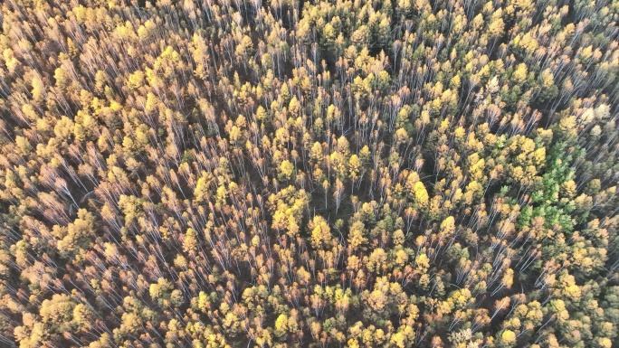 航拍秋季彩色密林风景