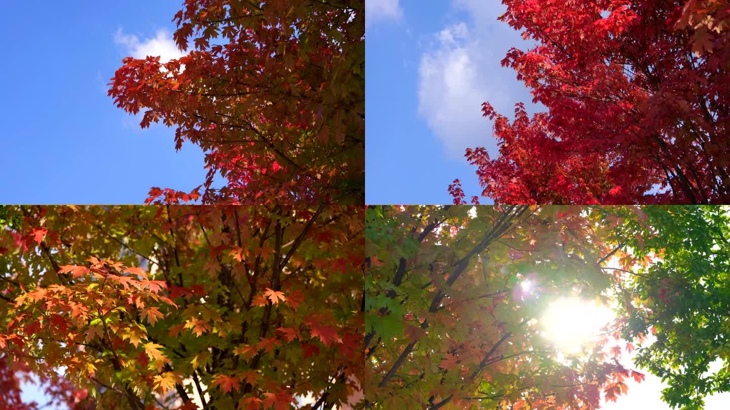 唯美写意意境空镜头深秋逆光红枫叶树叶阳光