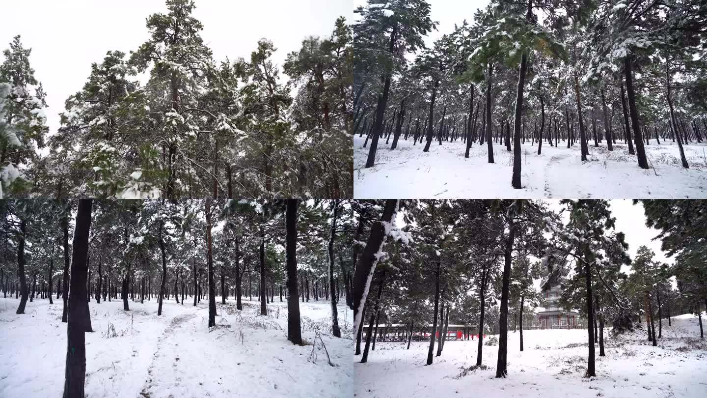 4k森林雪景