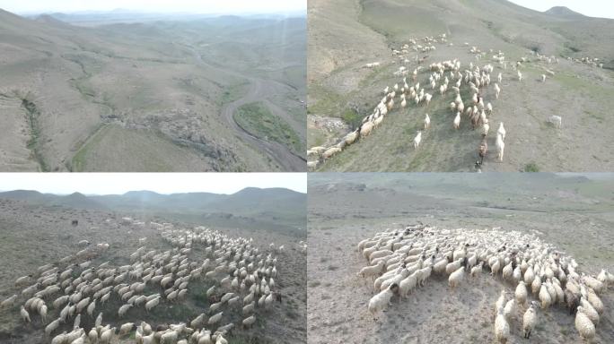 戈壁羊群4k航拍