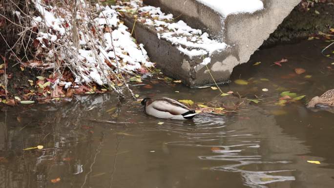 雪中河边的鸭子