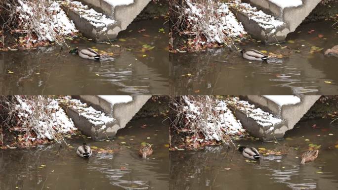 雪中河边的鸭子