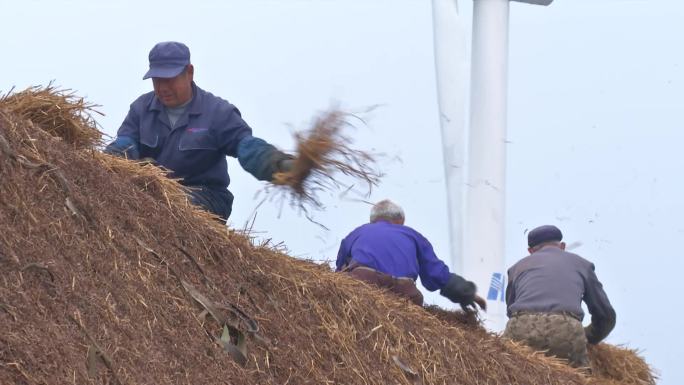 胶东农村民居修整海草房老草房