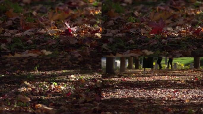 秋天落叶枯树叶慢镜头视频素材