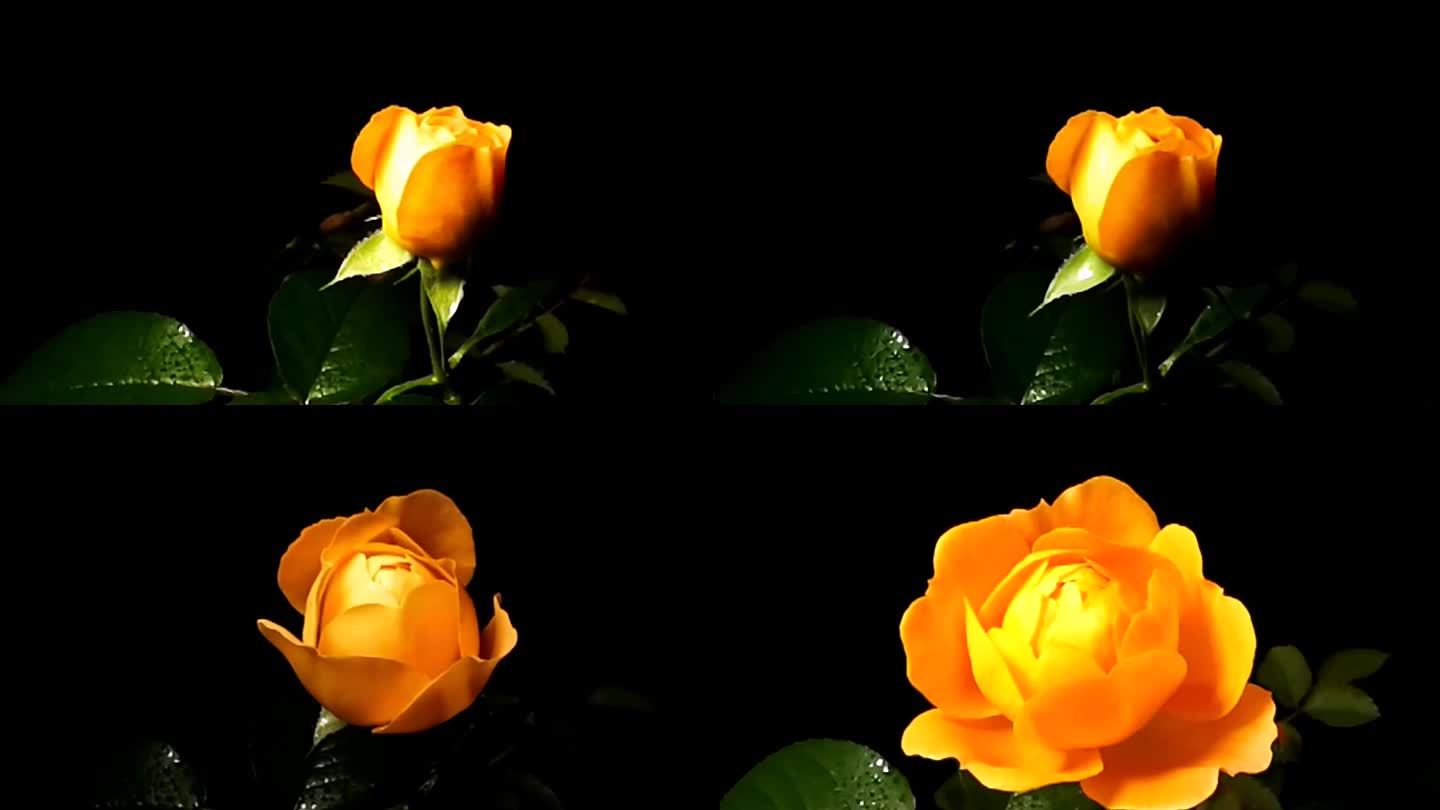 黄玫瑰开花延时摄影