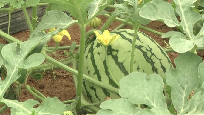 家庭农场 植物工厂 立体栽培 管道栽培