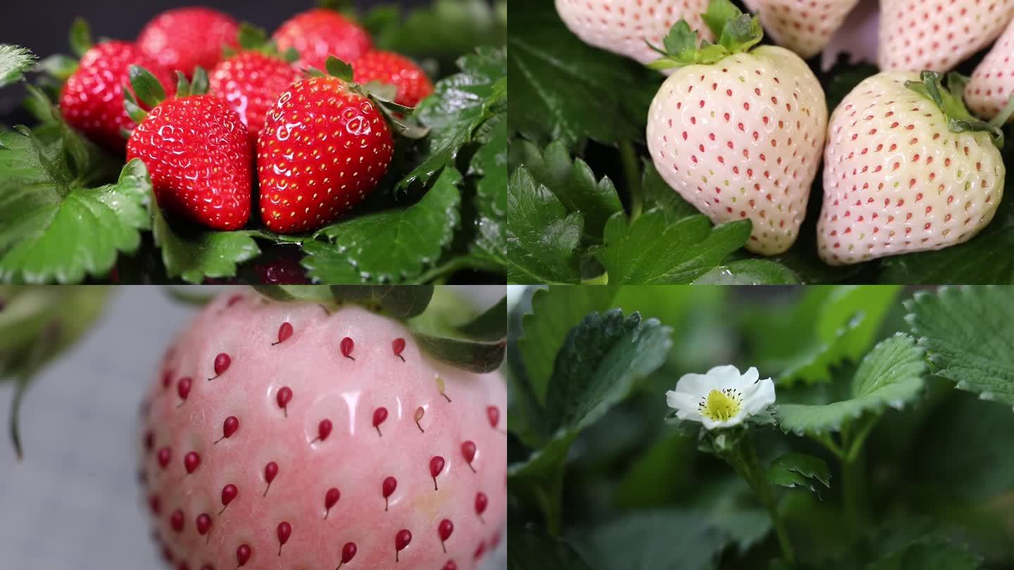 草莓红草莓白草莓科研捡种子空镜头