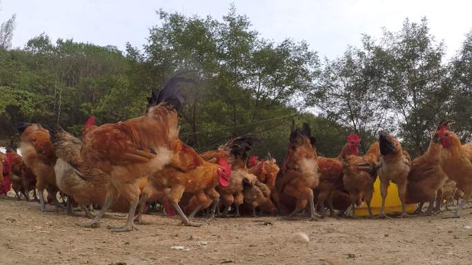 一群家养鸡吃食