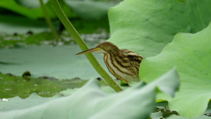 4k鸟类黄苇鳽