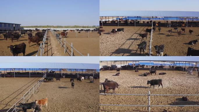 4K黑牛、和牛养殖场