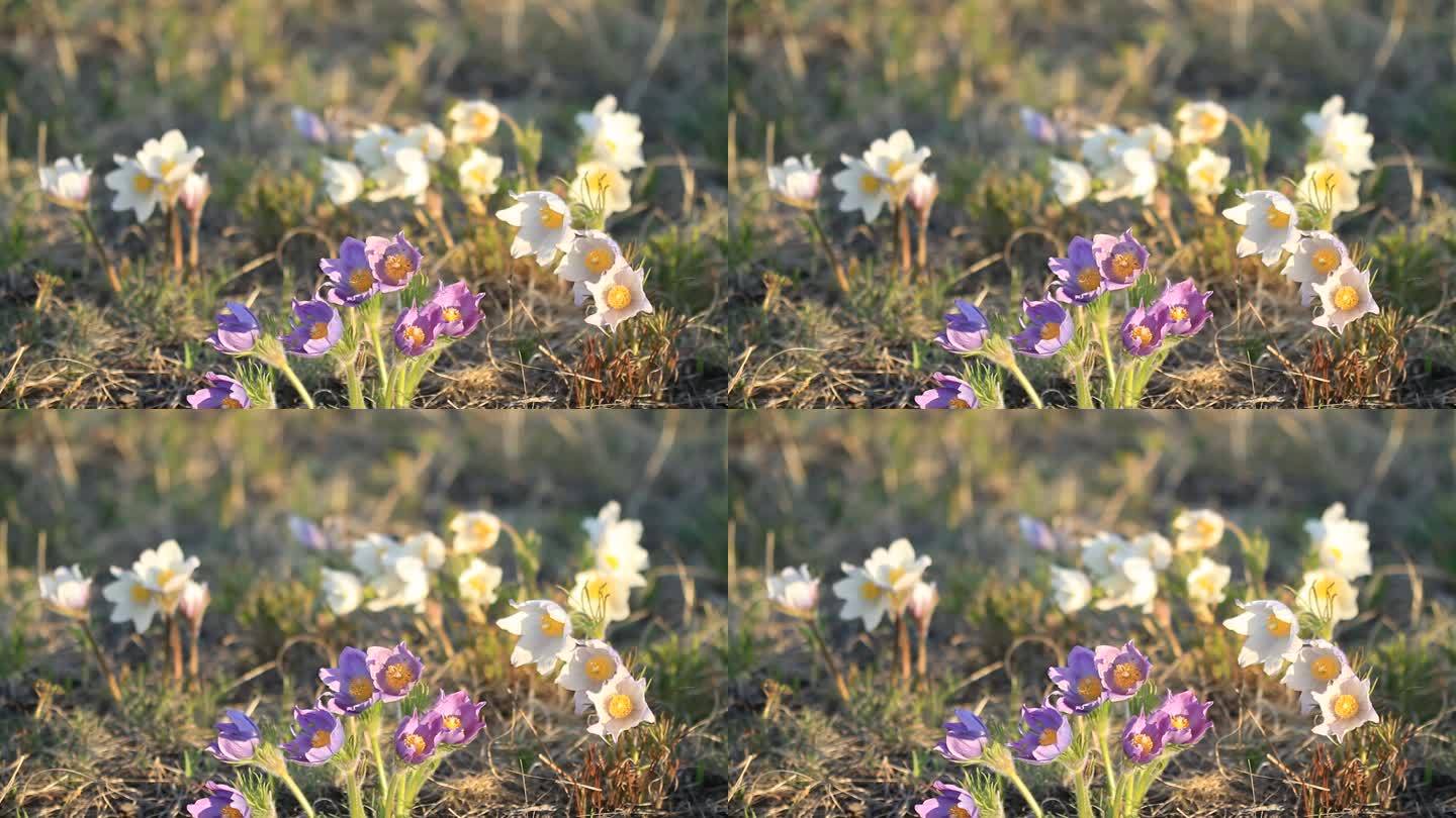 呼伦贝尔草原野生花卉白头翁