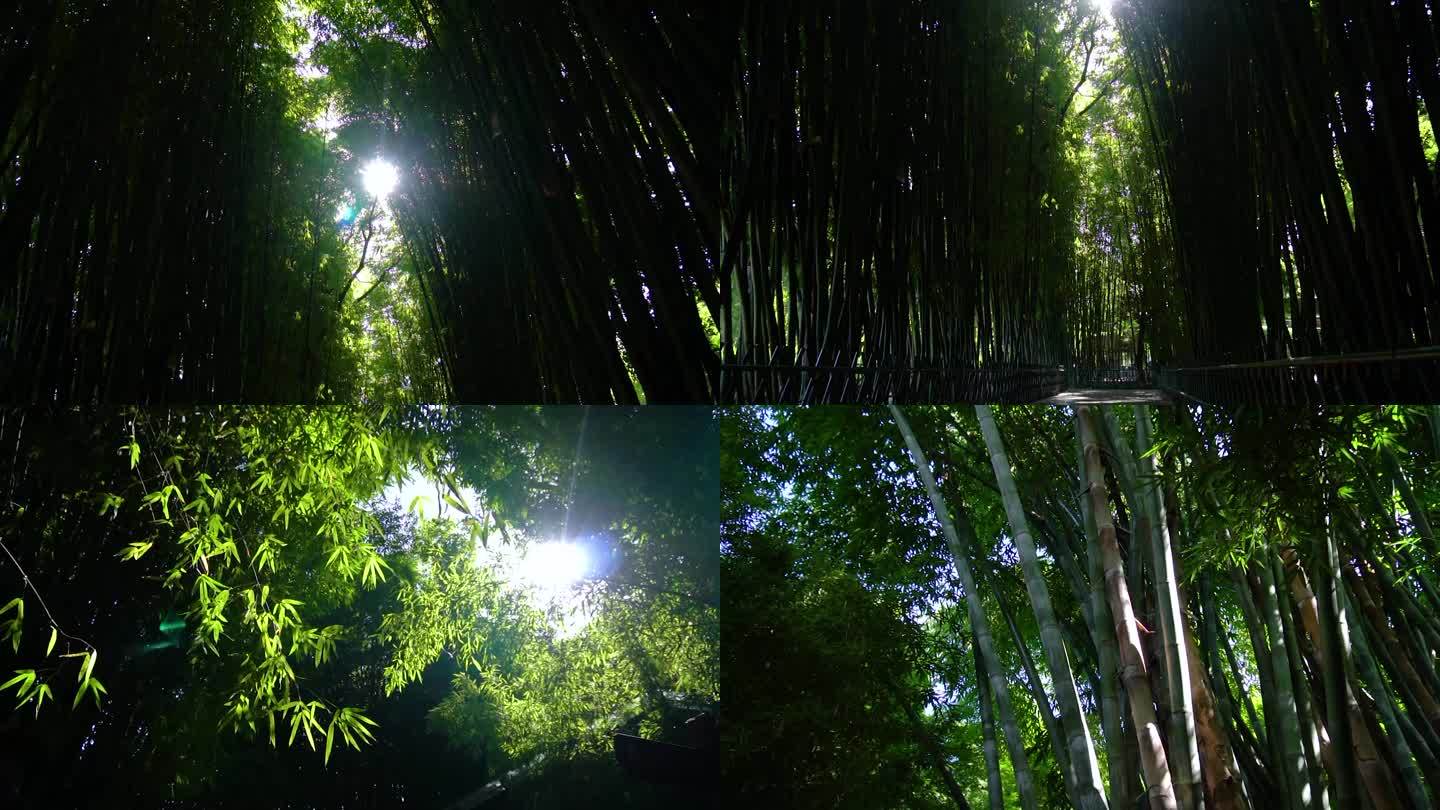 阳光透过竹林深处