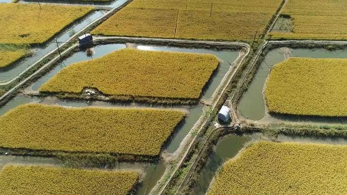 HD万亩水稻航拍农业经济