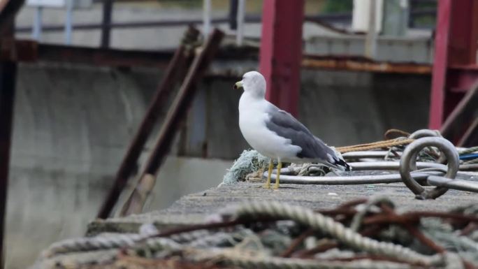 特写海鸥